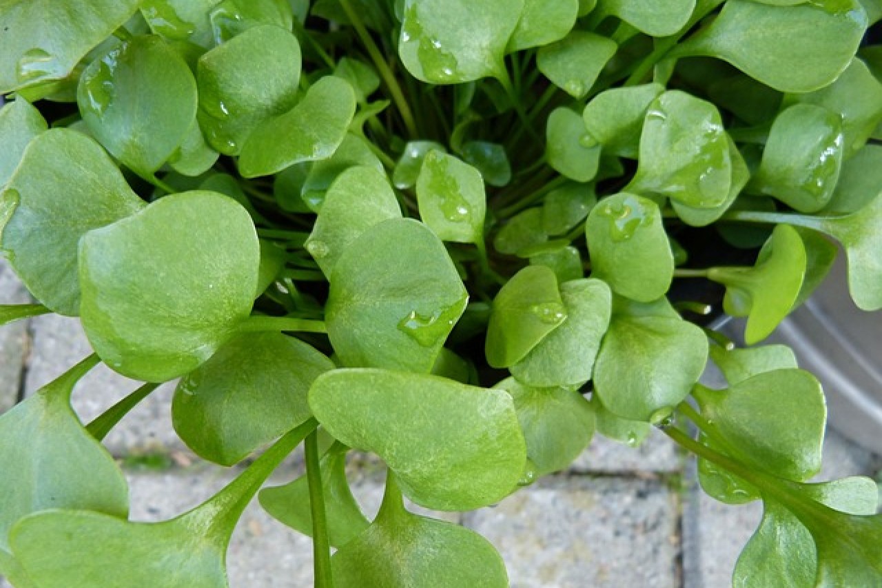 Portulak Nischenkraut mit Winterhärte