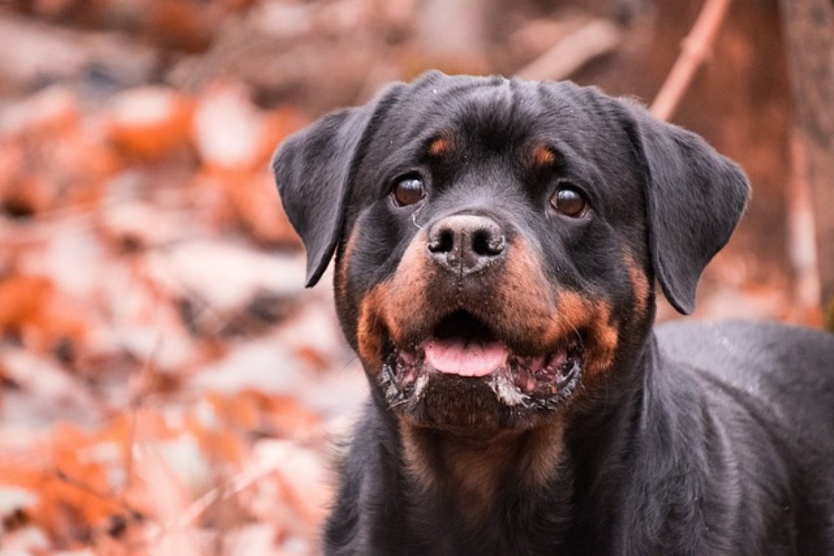 Rottweiler-Verbot im Kanton Zürich zum Schutz der Bevölkerung