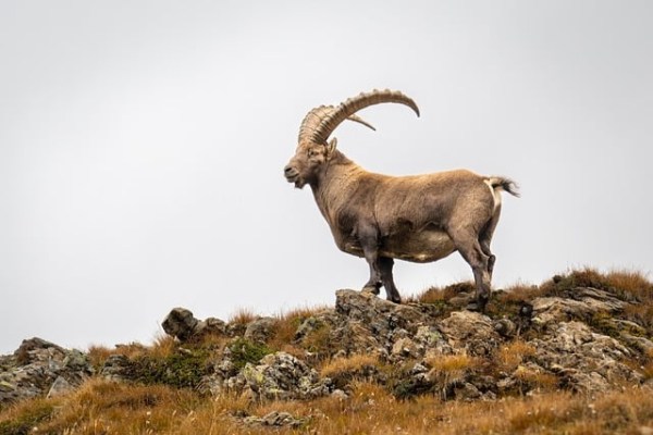 Wallis: Steinbock-Abschüsse für ausländische Hobby-Jäger