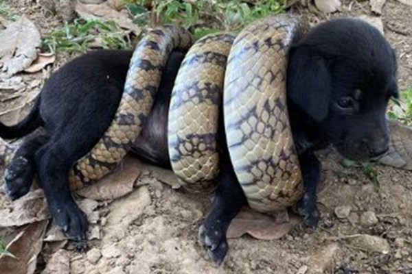 Fake-Tierrettung: So werden Tiere für Klicks gequält