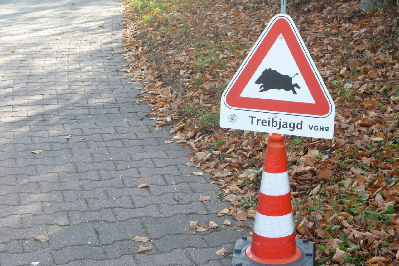 Unfall bei Treibjagd: 59-Jährige schwer verletzt