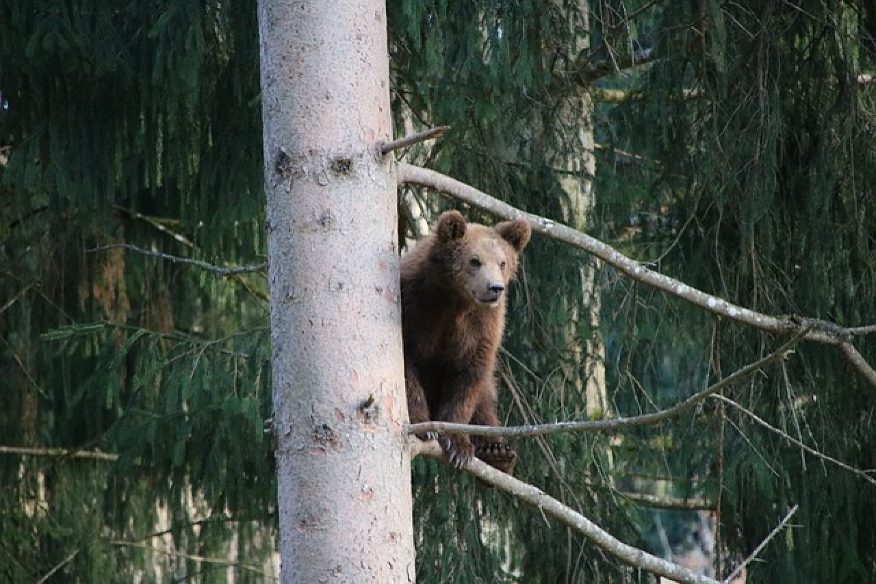 Jagdunfall: Hobby-Jäger stirbt durch fallenden Bären