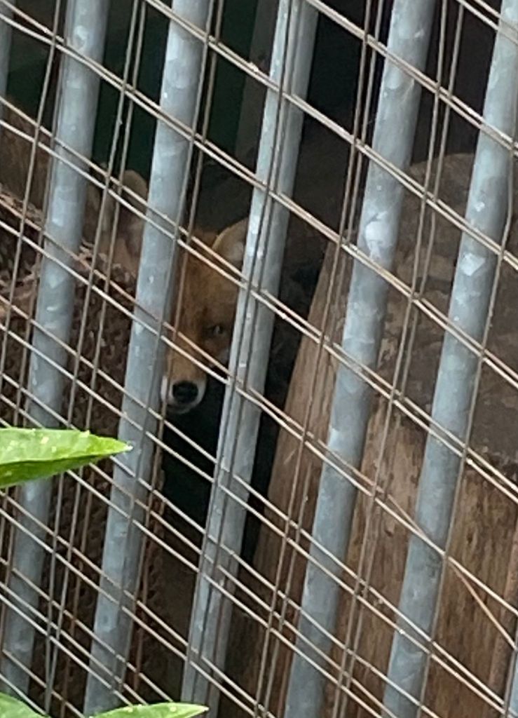 Füchse aus tierschutzwidriger Haltung bei Hobby-Jäger gerettet