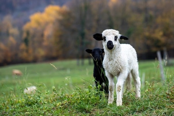 Schweiz: Neue Tierschutzvorgaben ab Februar 2025