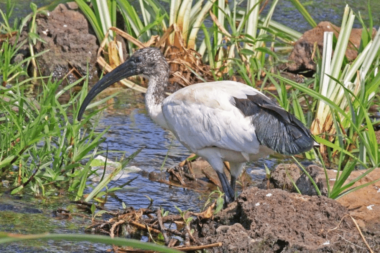 Die Ausbreitung des Heiligen Ibisses in Norditalien Eine Herausforderung für das Ökosystem