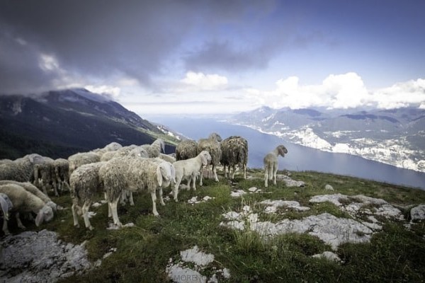 Schafsterblichkeit Schweiz: Krankheiten statt Wolf