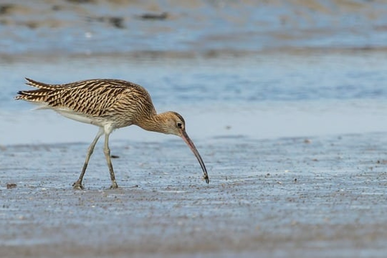 Dünnschnabel-Brachvogel gilt als ausgestorben