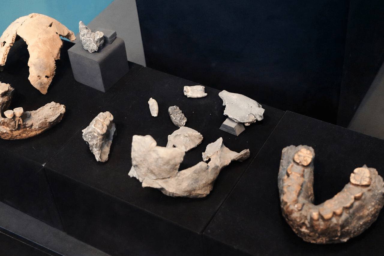 Eine Untersuchung zeigt, dass unsere Vorfahren Vegetarier waren