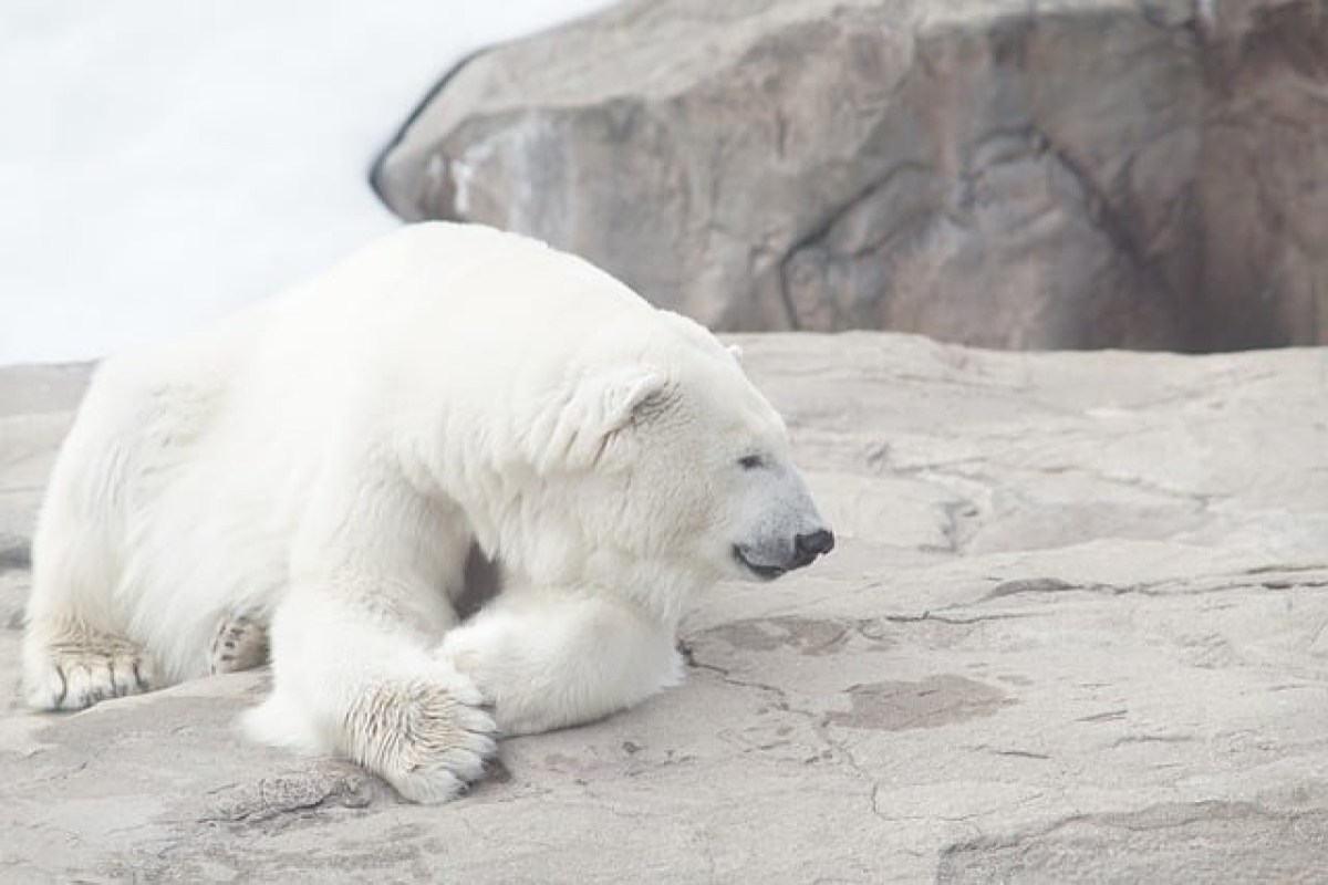 Erstaunlicher Gletscherrückgang in der Arktis signalisiert Klimakatastrophe