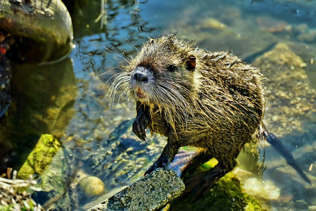 Niedersachsen: Enttäuschende Reformen im Jagdrecht