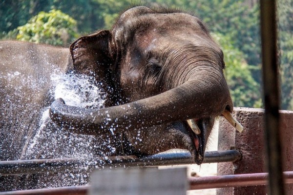Thailand: Touristin stirbt in Elefantencamp