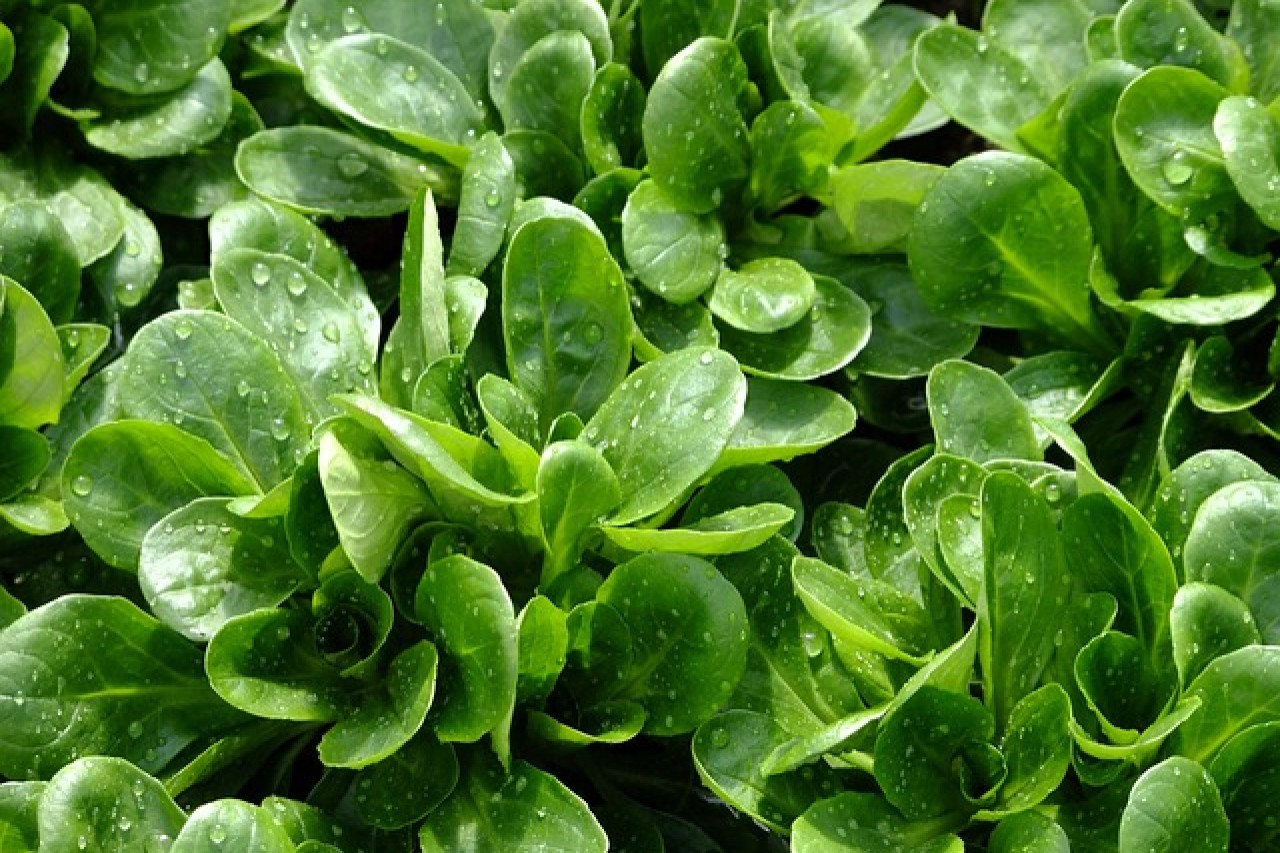 Nüsslisalat: Der gesunde Champion