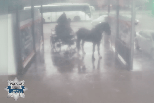 Pferd, mit Hochdruckreiniger gewaschen, geriet in Panik