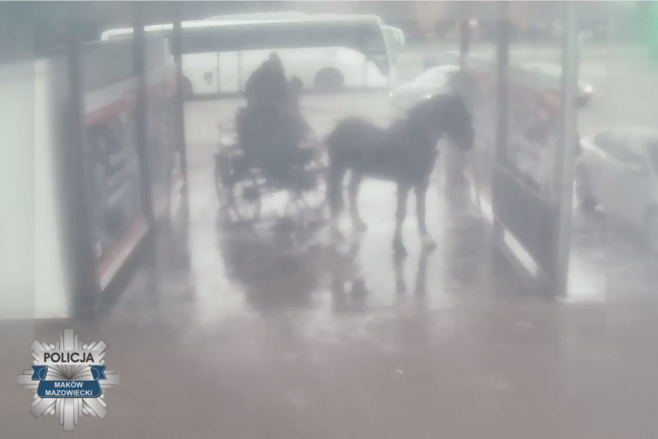 Pferd, mit Hochdruckreiniger gewaschen, geriet in Panik