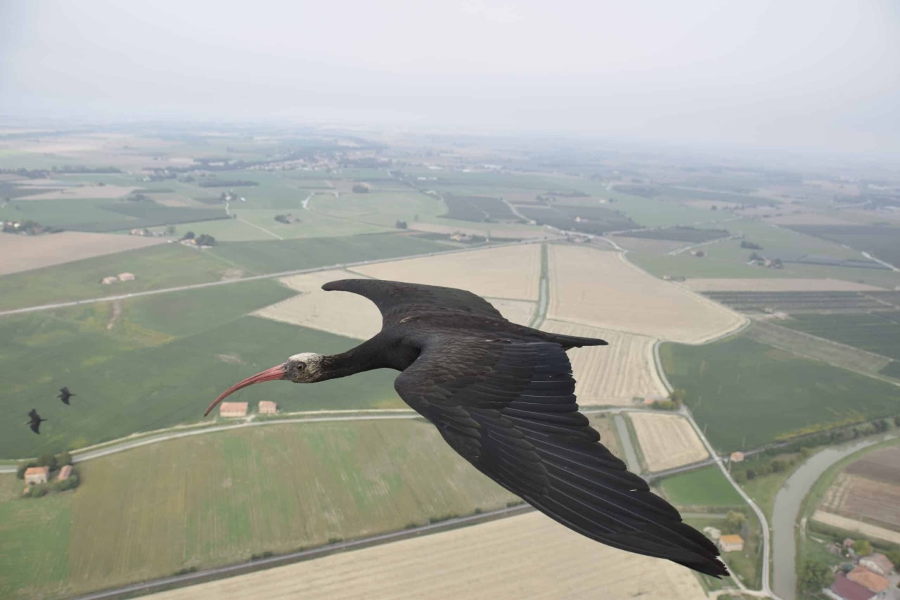 La storia di Puck: la tecnologia nella lotta al bracconaggio in Italia e la responsabilità delle associazioni venatorie