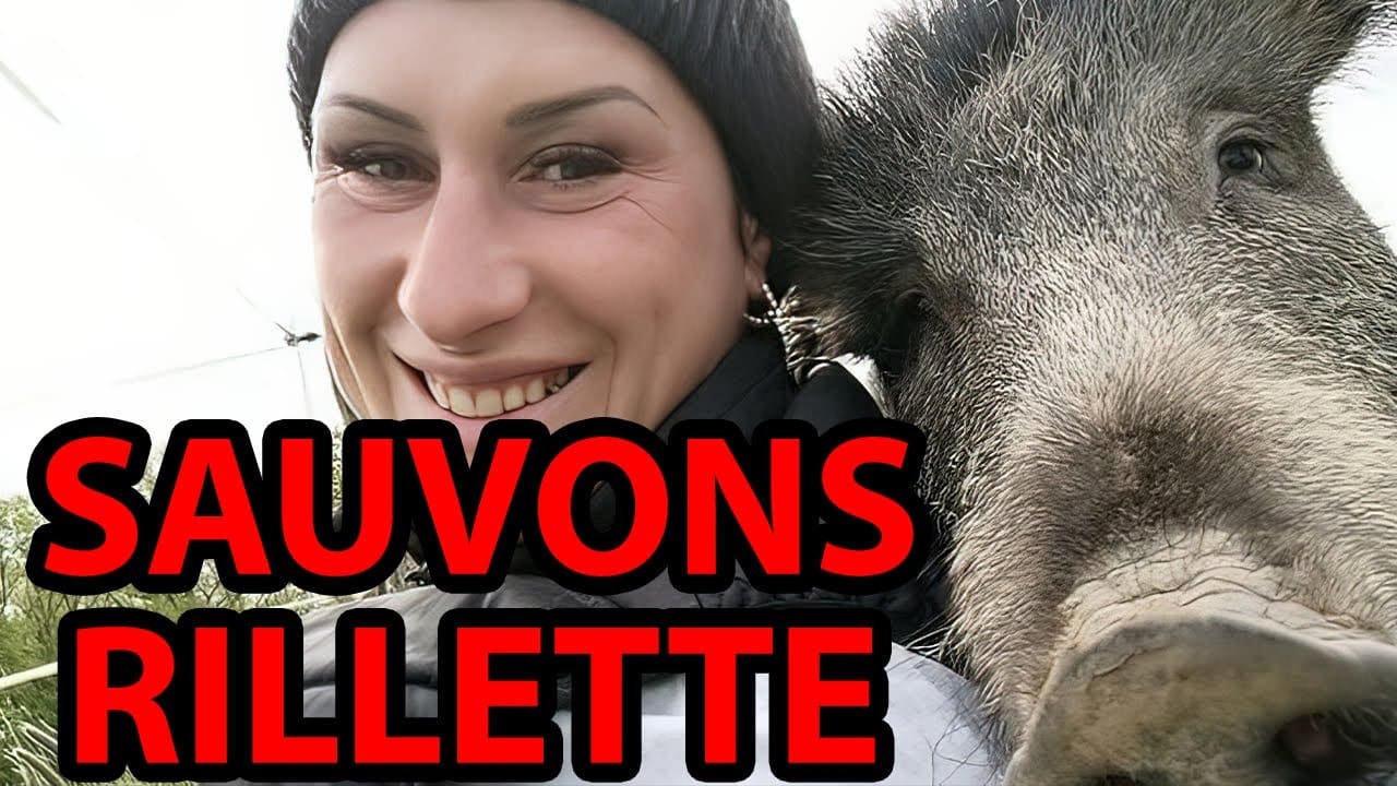 Rettet Rillette Der Kampf um ein Wildschwein in Frankreich und seine Rolle im Ökosystem