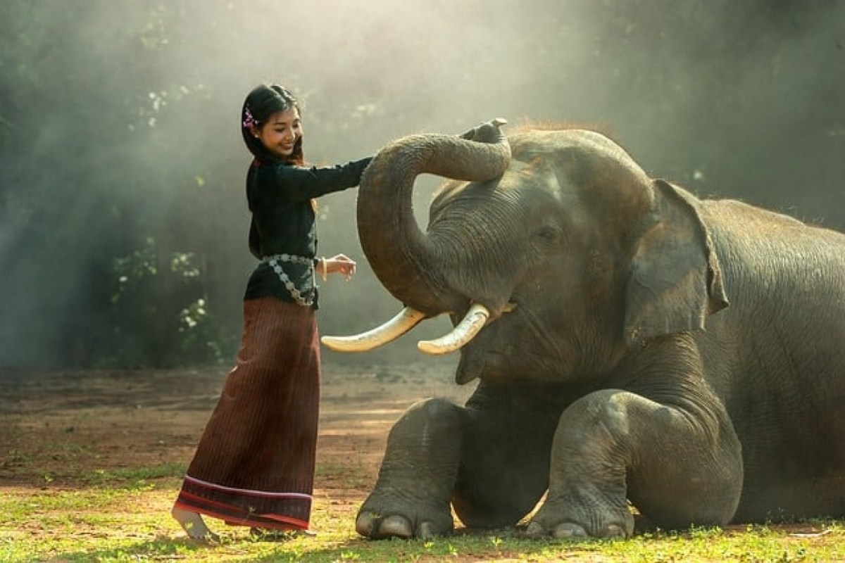 Thailand führt einen Verhütungsplan zur Kontrolle der Elefantenpopulation ein