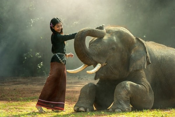 Thailand: Verhütungsspritzen für wilde Elefanten