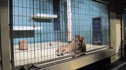 Tötung überzähliger Tiere – Zoos versagen beim Artenschutz Tötung überzähliger Tiere – Zoos versagen beim Artenschutz