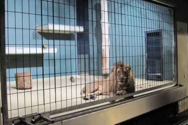 Tötung überzähliger Tiere – Zoos versagen beim Artenschutz