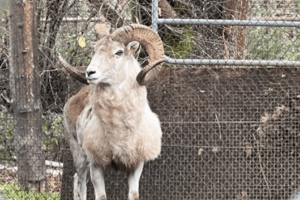 US-Rancher klonte Riesenschafe für Trophäenjagd: Haft