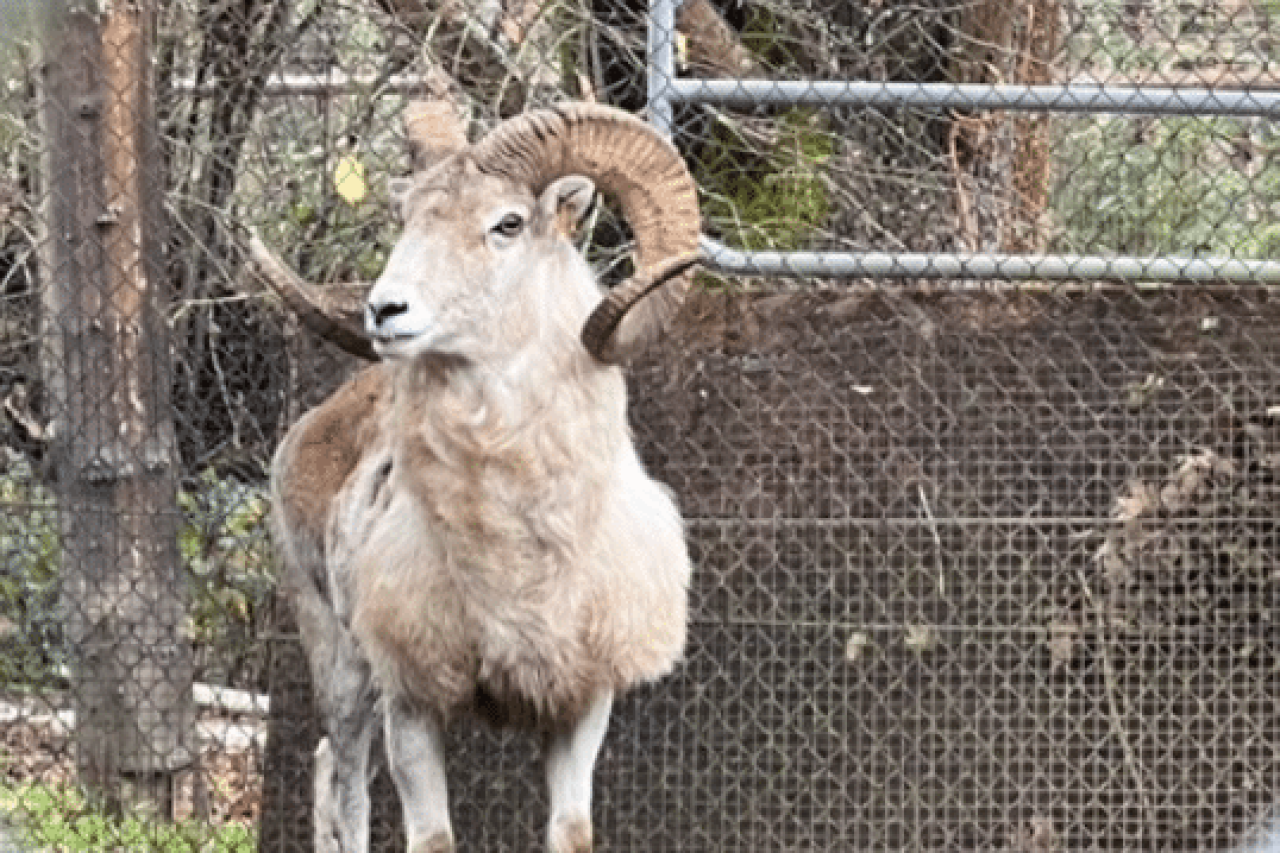 US rancher who cloned giant sheep for trophy hunting faces federal prison