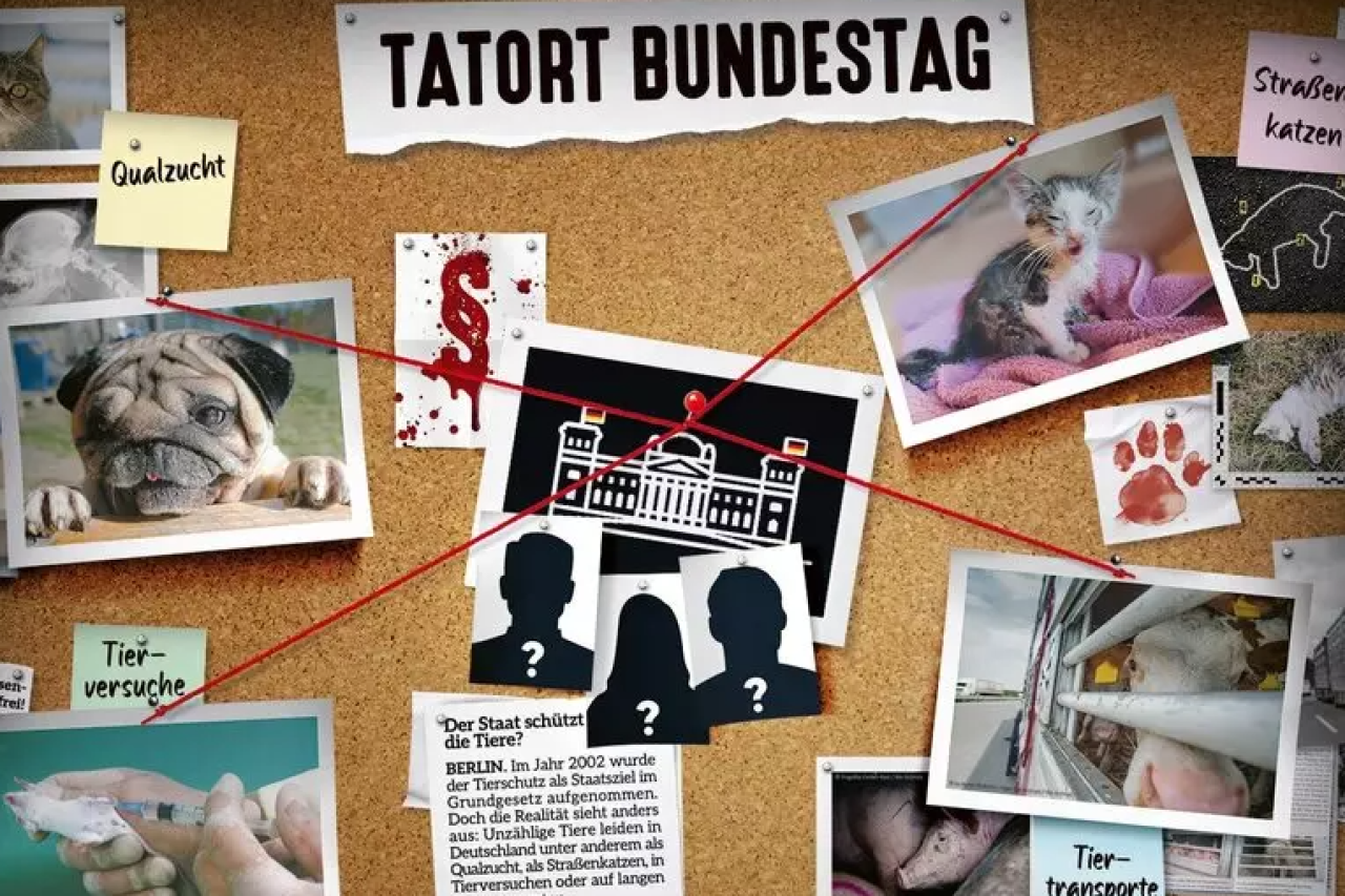 Bundestagswahl 2025: Das sagen die Parteien zum Tierschutz