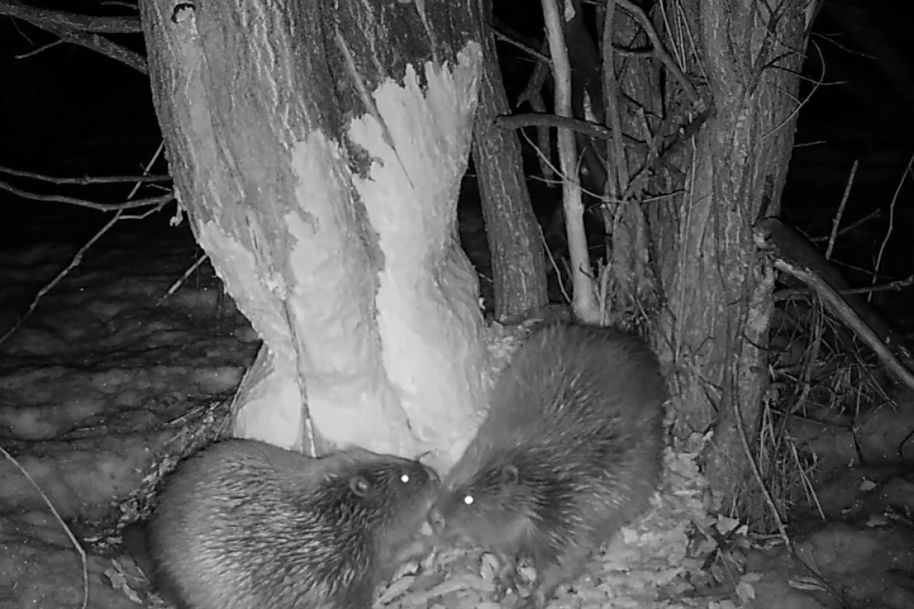 Der einsamste Biber der Schweiz hat eine Gefährtin gefunden