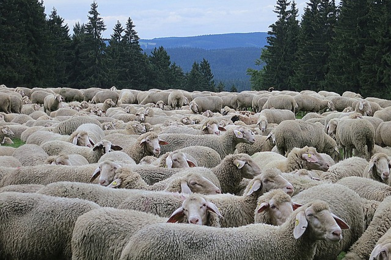 Grazing by livestock alters the soil, plants, and insect populations.