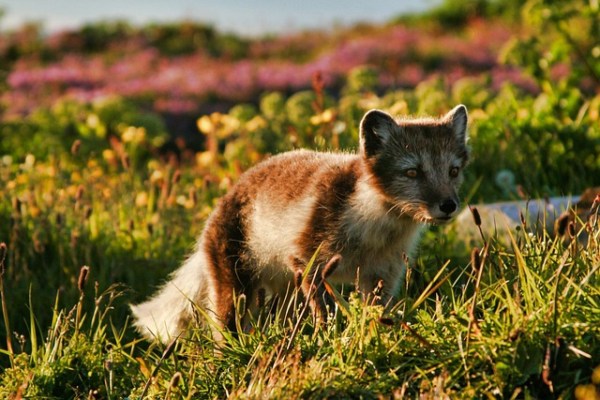 Genetische Vielfalt schwindet: Zwei Drittel der Arten betroffen
