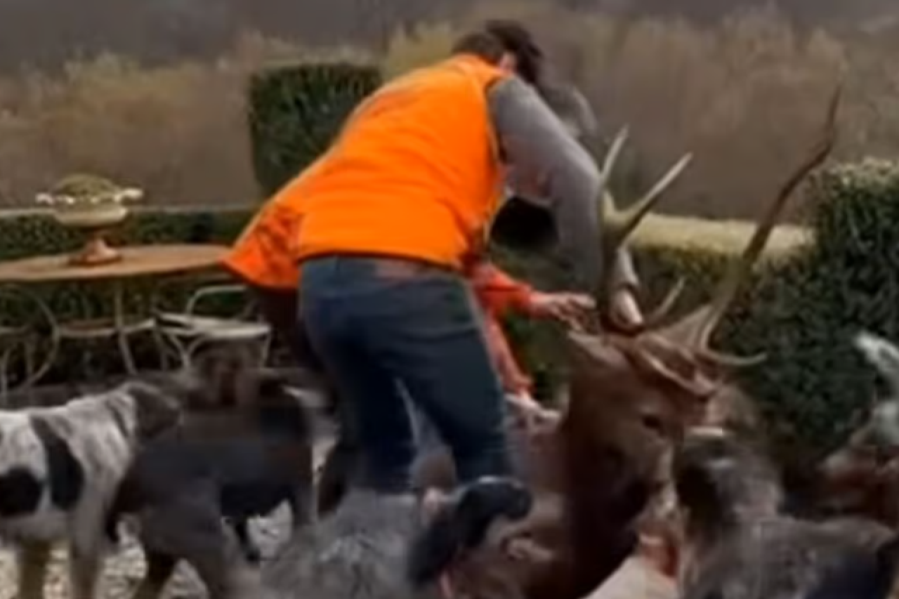 Hobby-Jäger töten Hirsch auf dem Grundstück von Star-Regisseur