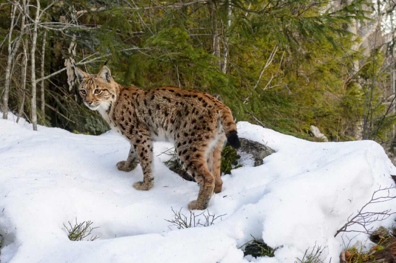 Le braconnage est la plus grande menace pour les lynx.