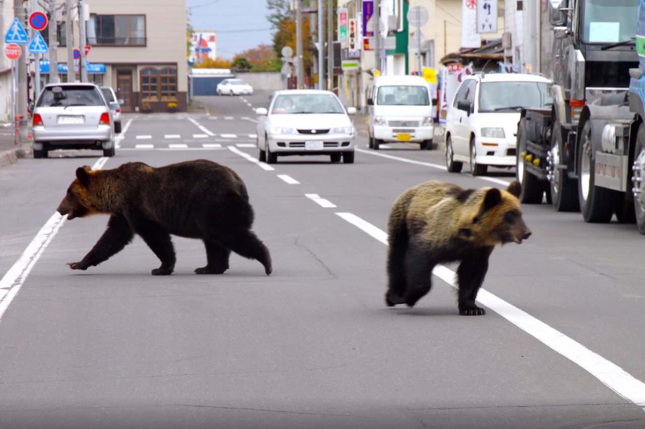Japan erlaubt im Notfall die Jagd auf Bären in Städten