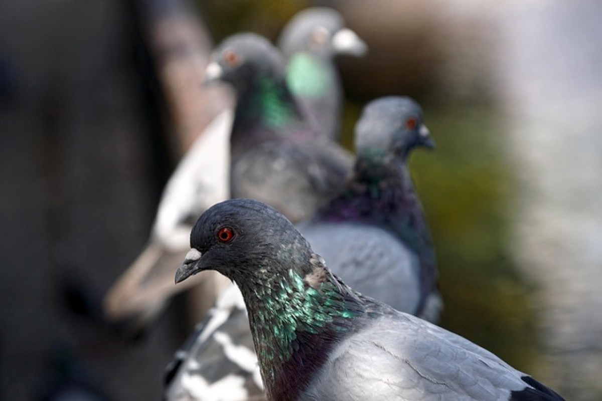 Kampferklärung für stadttaugliche Lösungen Tierschutz und das Schicksal der Limburg Stadttauben