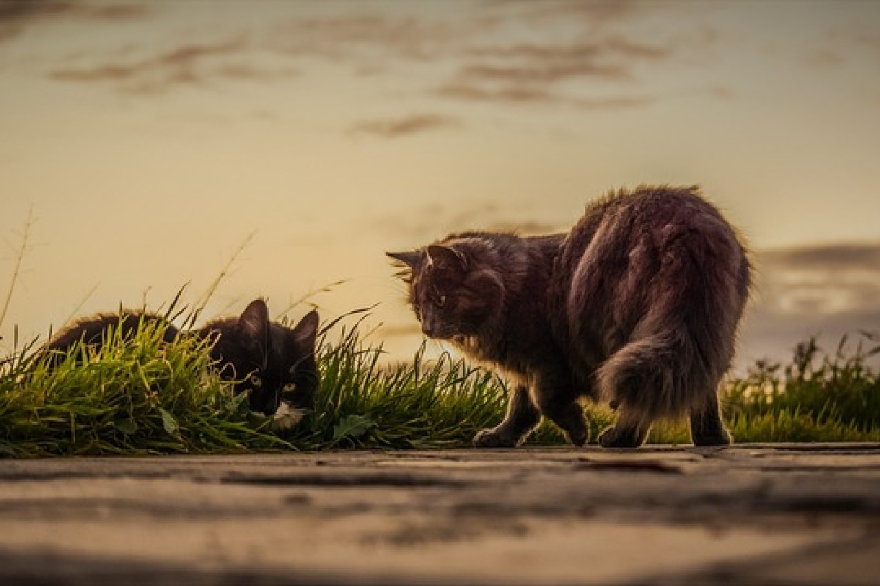 Künftige Chip-Pflicht für Katzen Ein Schritt zum Tierschutz