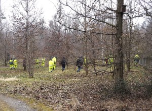 Rehe auf dem Friedhof Rosenberg vor der Treibaktion