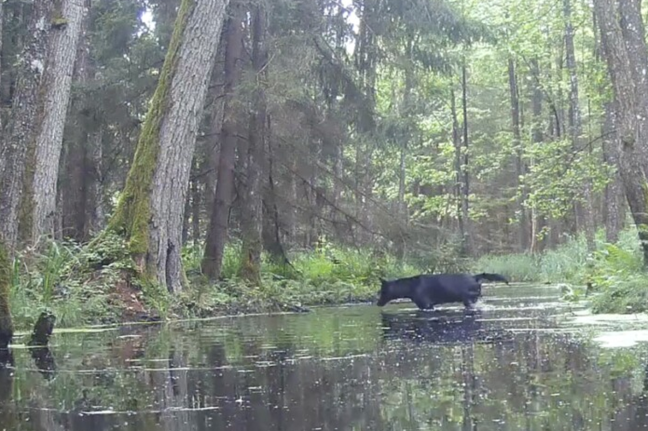 Seltene Sichtung: Schwarze Wölfe in Polen gefilmt