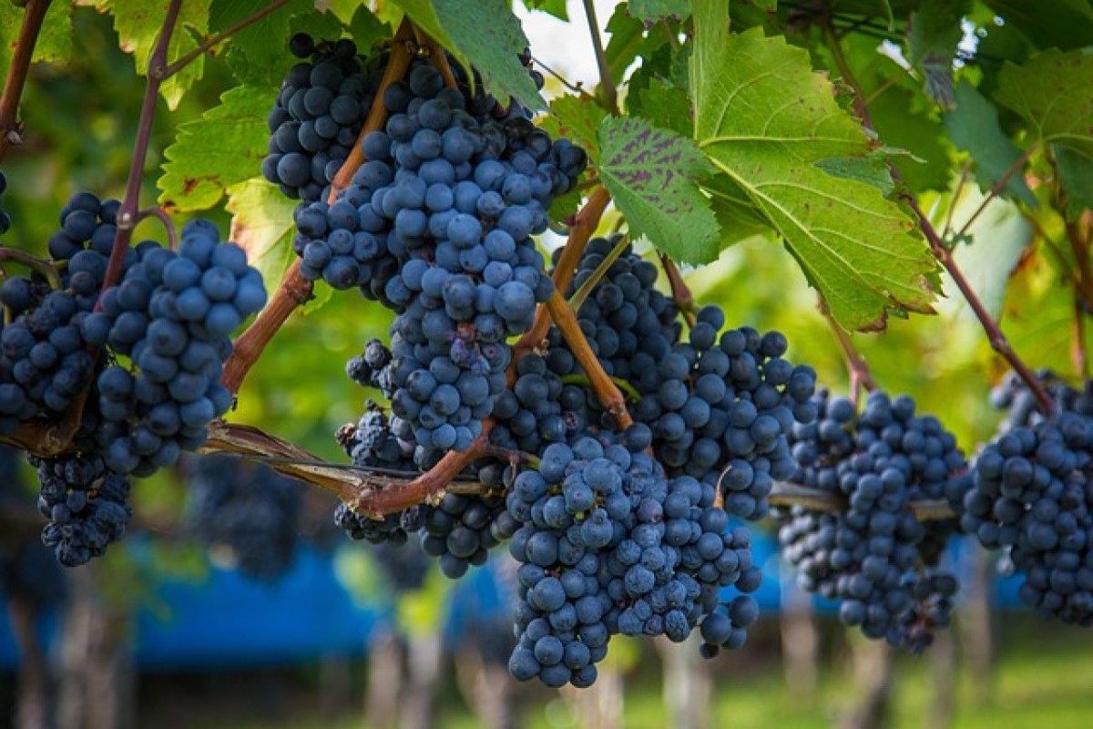 Weinlese 2024 zweitschwächste Ernte der letzten 50 Jahre