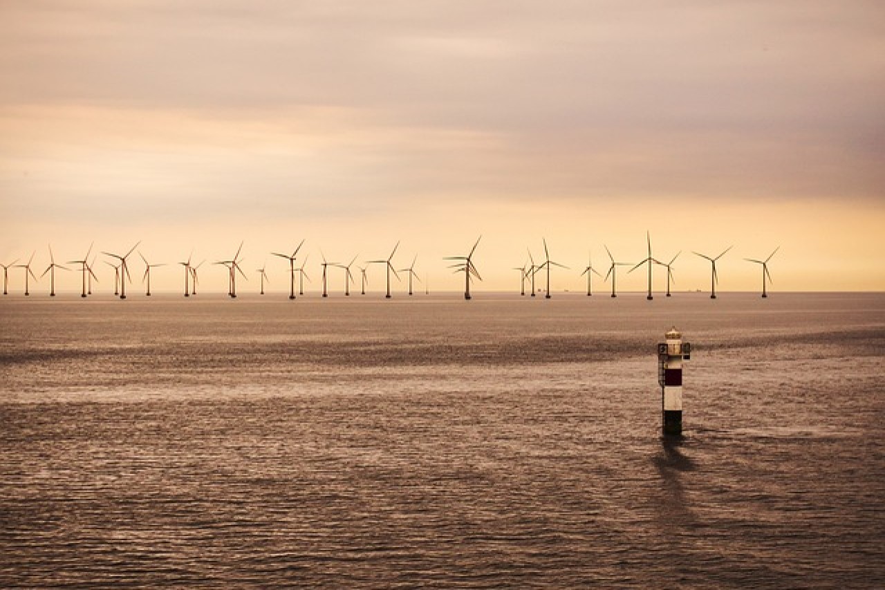 Energia eoliană și fauna marină: Nicio coexistență armonioasă