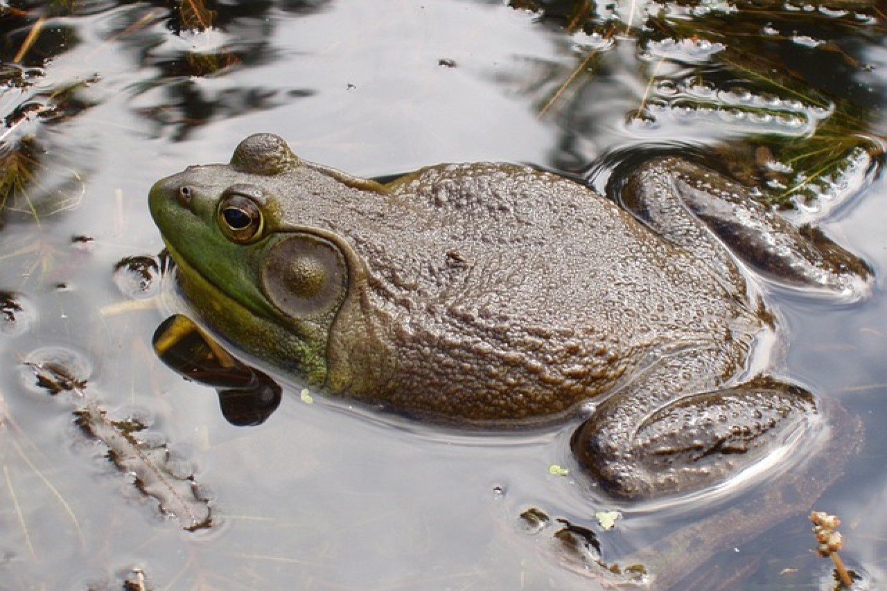 Ochsenfrosch in Deutschland: Importverbot hätte Problem verhindert