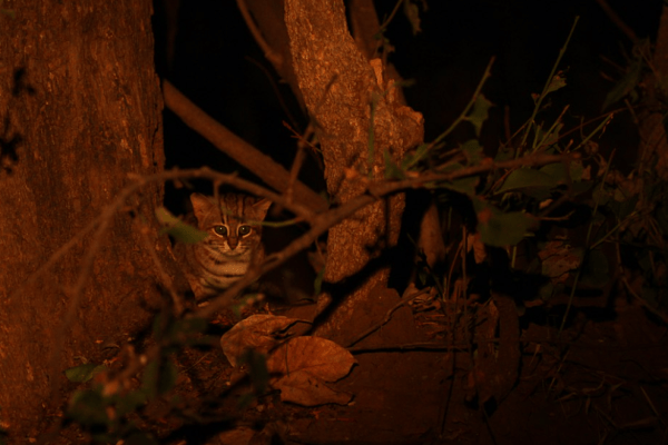 Erstmals fotografiert: Die Rostfleckenkatze in Westbengalen
