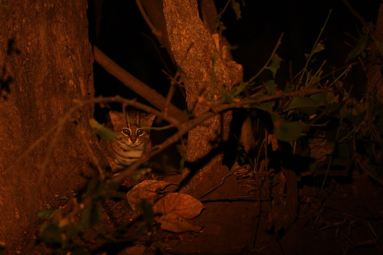 Erste Fotobeweise der kleinsten Wildkatze der Welt Die Rostfleckenkatze von Indien