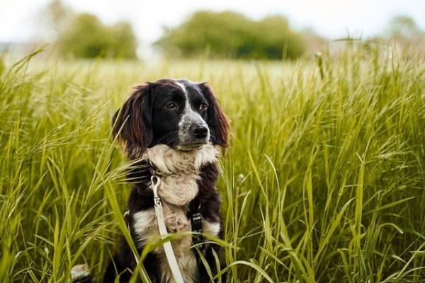 Österreich: Hobby-Jäger dürfen Hunde auf 98 % der Fläche abschiessen