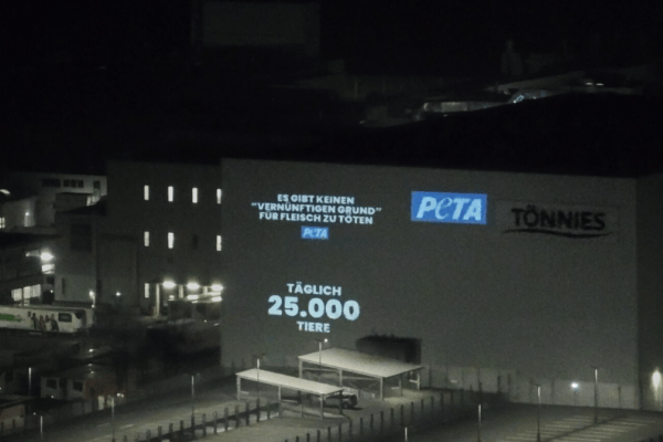 PETA zeigt drei der grössten deutschen Schlachtbetriebe an