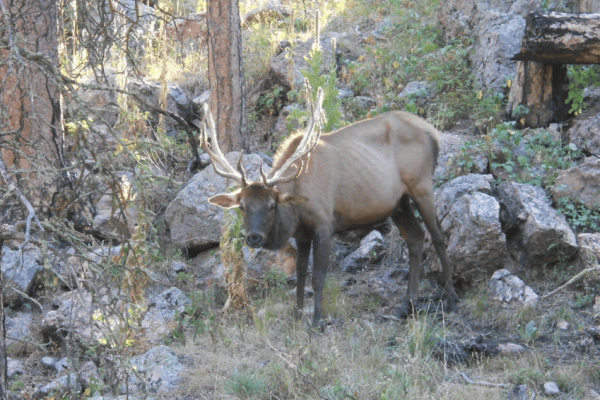 Chronic Wasting Disease: Forskere advarer om global krise