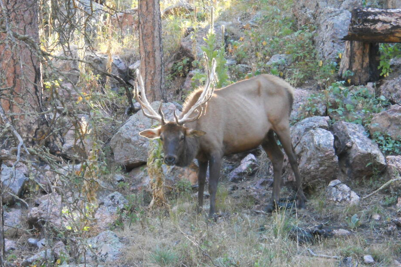Nennen Sie es nicht Zombie-Hirschkrankheit Wissenschaftler warnen vor einer globalen Krise