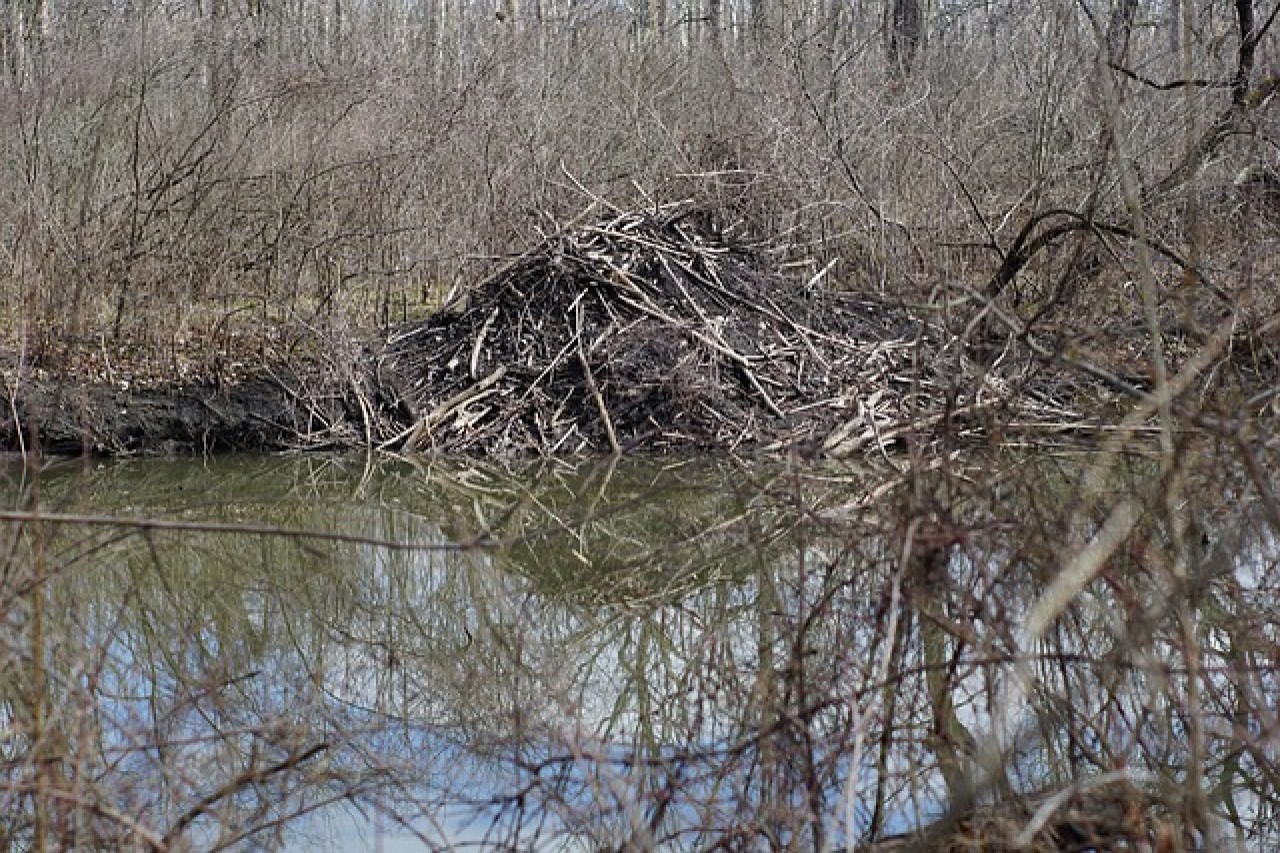 Ökosystem-Techniker Wo Biber kostenlos Dämme bauen