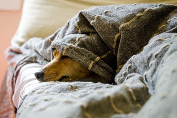 Wenn Hunde und Katzen ins Rentenalter kommen