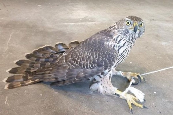 Polizei rettet illegal gefangene Greifvögel in Ibbenbüren