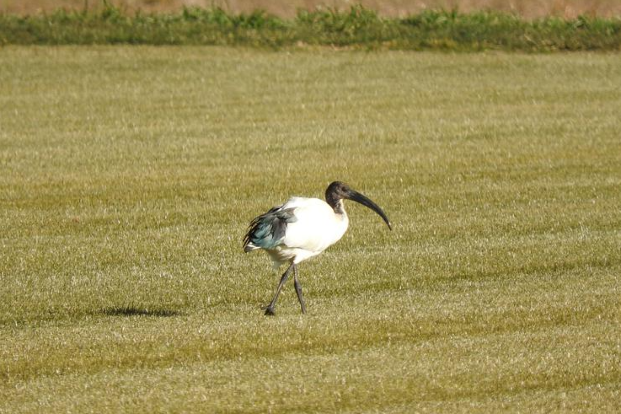 Zwei fremde Vögel am Tessiner Himmel